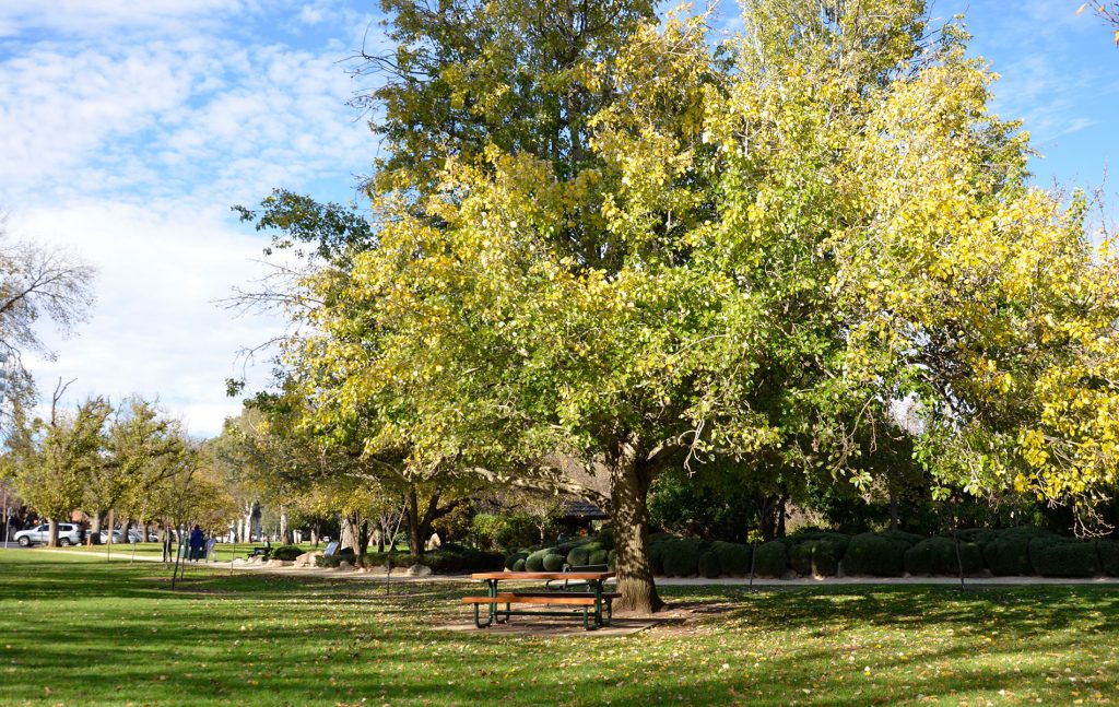 Rental Properties Adelaide CBD Properties For Rent Adelaide